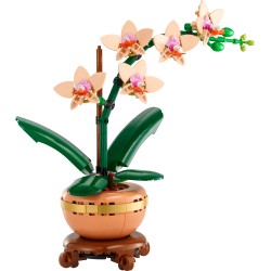 Mini-Orchidee