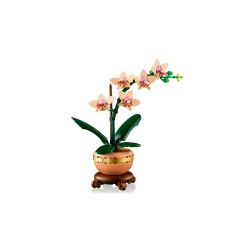 Mini-Orchidee