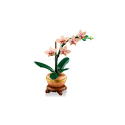 Mini-Orchidee