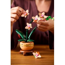 Mini-Orchidee